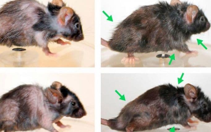 Holandski naučnici otkrili lijek protiv starost? Holandski naučnici otkrili lijek protiv starost?