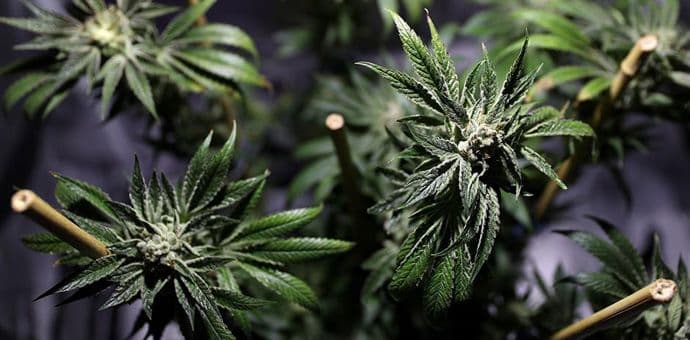 Podgorica: Uhapšen zbog dilovanja droge Podgorica: Uhapšen zbog dilovanja droge