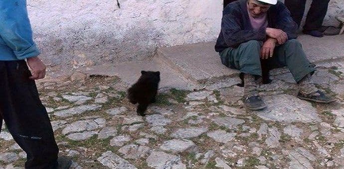 Mečići mrkog medvjeda ostaju u prihvatilištu nadomak Podgorice Mečići mrkog medvjeda ostaju u prihvatilištu nadomak Podgorice