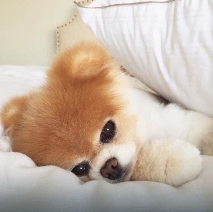 Ove rase su simbol gracioznosti i elegancije Ove rase su simbol gracioznosti i elegancije