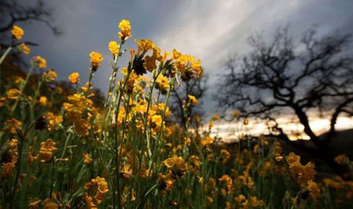 Jednom u 10 godina: Procvetala pustinja u Kaliforniji (VIDEO) Jednom u 10 godina: Procvetala pustinja u Kaliforniji (VIDEO)