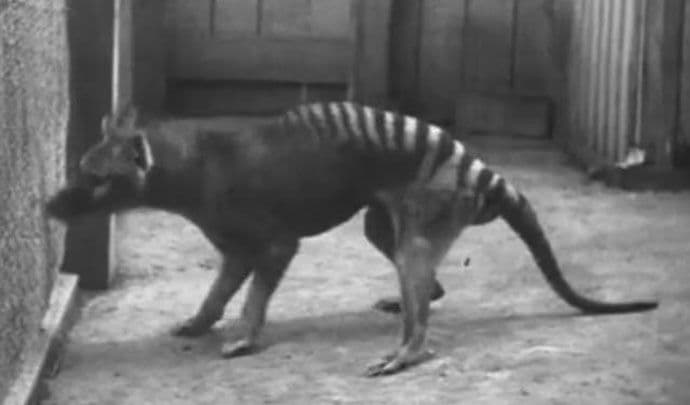 Tasmanijski tigar primjećen 80 godina poslije istrebljenja (VIDEO) Tasmanijski tigar primjećen 80 godina poslije istrebljenja (VIDEO)