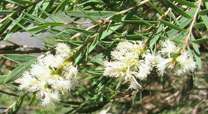 Najbolji u borbi protiv upala, bakterija, virusa i gljivica Najbolji u borbi protiv upala, bakterija, virusa i gljivica