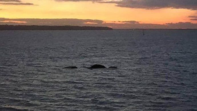 Mogla bi da bude riješena misterija stvorenja iz Loh Nesa? Mogla bi da bude riješena misterija stvorenja iz Loh Nesa?