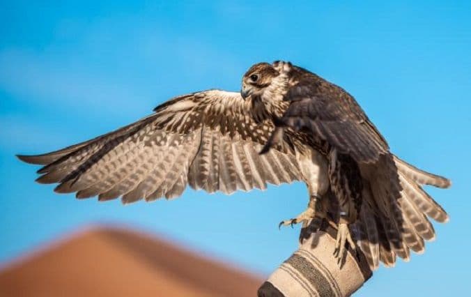 Beduini i njihova „djeca“: Vječna zahvalnost sokolu Beduini i njihova „djeca“: Vječna zahvalnost sokolu