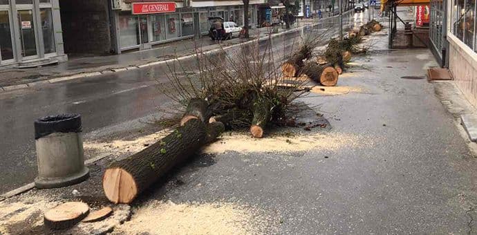 Pljevlja ostala bez drvoreda (Foto) Pljevlja ostala bez drvoreda (Foto)