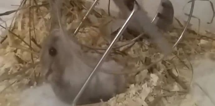 Hrčak - naš čovjek: Leži, a trči (Video) Hrčak - naš čovjek: Leži, a trči (Video)