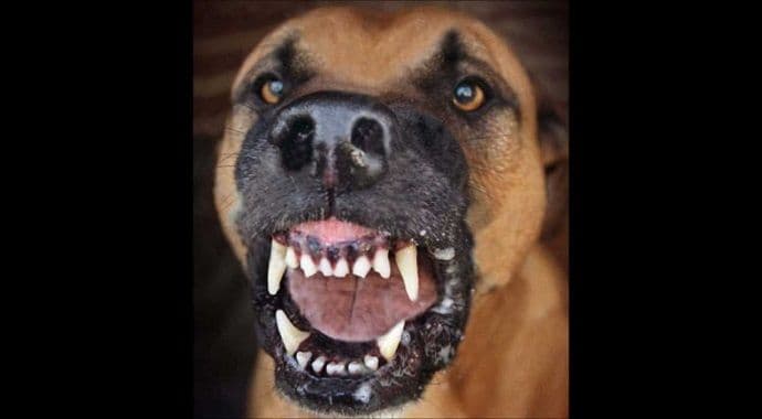 Pitbul zaklao staricu Pitbul zaklao staricu