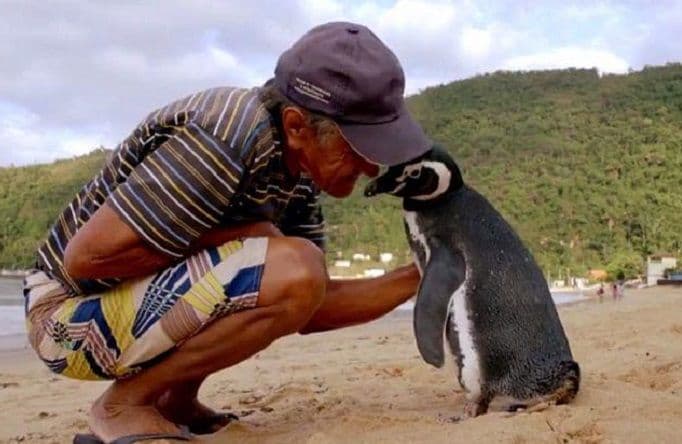 Pingvin svake godine prepliva 8 hiljada km da bi posjetio ribara koji ga je spasio (VIDEO) Pingvin svake godine prepliva 8 hiljada km da bi posjetio ribara koji ga je spasio (VIDEO)