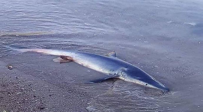 Budva: Ajkula se nasukala na plažu(FOTO) Budva: Ajkula se nasukala na plažu(FOTO)