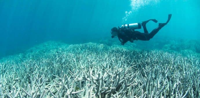 Japansko vulkansko ostrvo ključno za opstanak korala Japansko vulkansko ostrvo ključno za opstanak korala