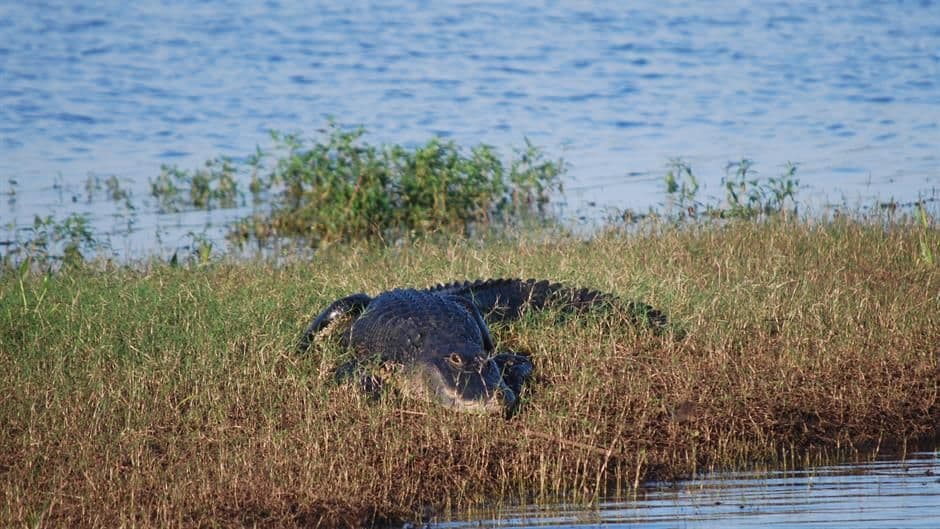Pronašli nestalog krokodila, pa ga smjestili u kadu Pronašli nestalog krokodila, pa ga smjestili u kadu