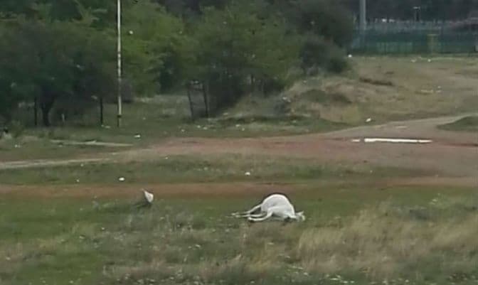 Konj se danima muči: Neophodna pomoć za prevoz životinje Konj se danima muči: Neophodna pomoć za prevoz životinje