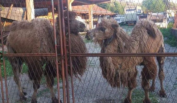 Dahna via pustinja Gobi Dahna via pustinja Gobi