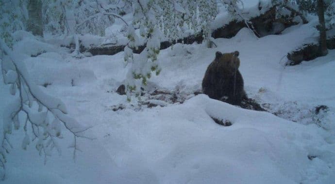 Biogradska gora: Medvjed se probudio iz zimskog sna (Video) Biogradska gora: Medvjed se probudio iz zimskog sna (Video)