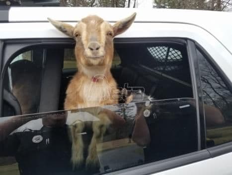 Policija uhapsila neobične provalnike: par patuljastih koza Policija uhapsila neobične provalnike: par patuljastih koza