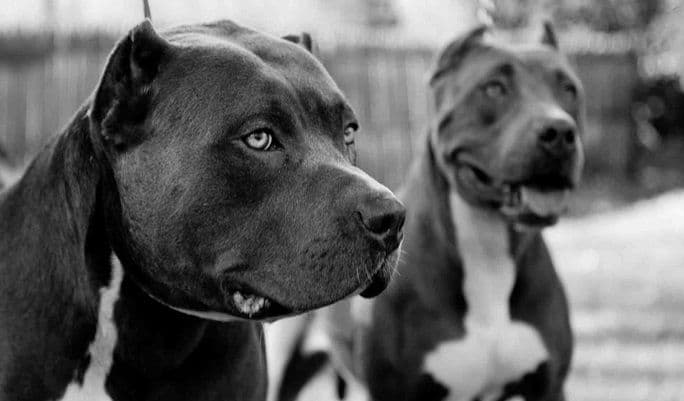 Istine i zablude o pitbulovima Istine i zablude o pitbulovima