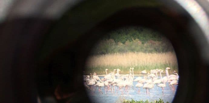 Na Solani izbrojano 620 flamingosa! Na Solani izbrojano 620 flamingosa!