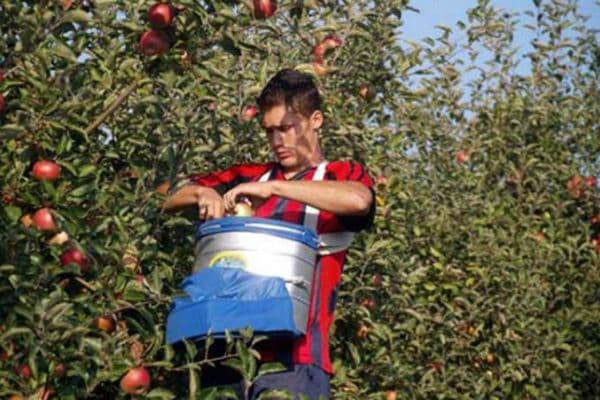 U SAD će jabuke uskoro brati roboti U SAD će jabuke uskoro brati roboti