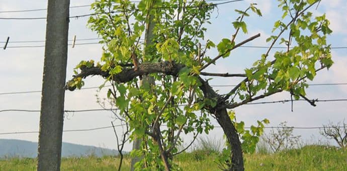 Otkrivena nepoznata sorta vinove loze Otkrivena nepoznata sorta vinove loze