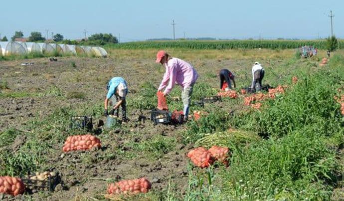 Mladi se sve više vraćaju na porodična imanja Mladi se sve više vraćaju na porodična imanja