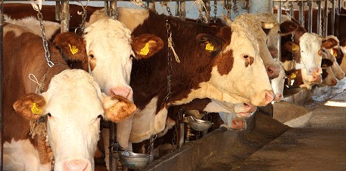 Produžen rok za podnošenje zahtjeva za premije u stočarstvu  Produžen rok za podnošenje zahtjeva za premije u stočarstvu