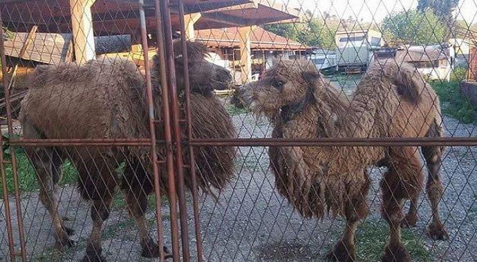 NVO sPas: Kamile drže u nehumanim uslovima NVO sPas: Kamile drže u nehumanim uslovima