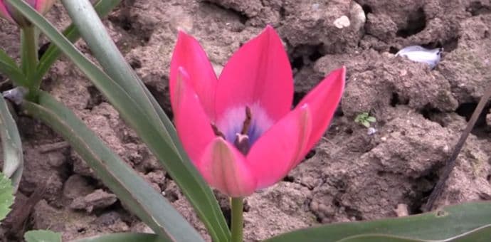 U Turskoj za kidanje lala kazna 11.000 eura U Turskoj za kidanje lala kazna 11.000 eura