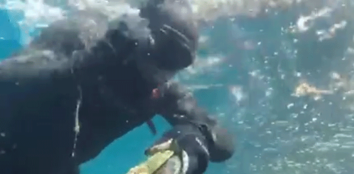 Novi primjer izlova ribe eksplozivom: Dinamitaš kaže roniocu da ga neće ubiti… Novi primjer izlova ribe eksplozivom: Dinamitaš kaže roniocu da ga neće ubiti…