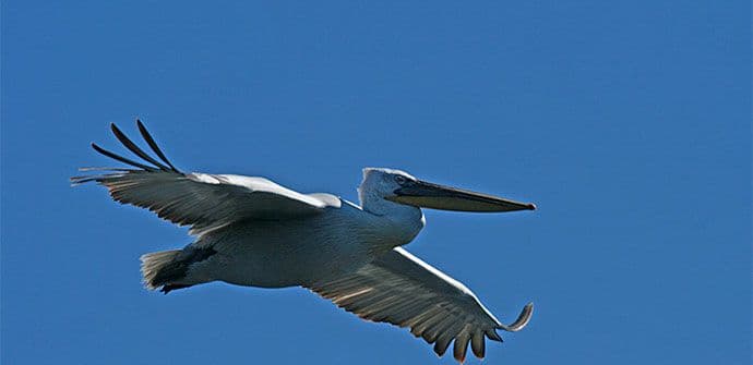 Rekordan broj pelikana u NP Skadarsko jezero - izbrojano 227 jedinki Rekordan broj pelikana u NP Skadarsko jezero - izbrojano 227 jedinki