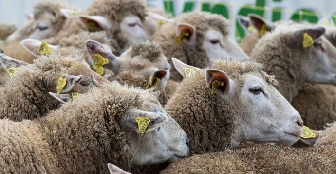 Počela vakcinacija ovaca protiv bolesti plavog jezika Počela vakcinacija ovaca protiv bolesti plavog jezika