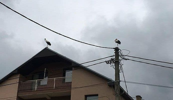 Bijele rode u Bijelom Polju Bijele rode u Bijelom Polju