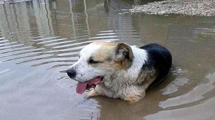Alarmantno: U Nikšiću masovno truju pse pesticidima Alarmantno: U Nikšiću masovno truju pse pesticidima