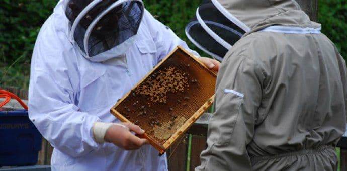 Za pčelare produžen rok za podnošenje zahtjeva za podršku za nabavku voska Za pčelare produžen rok za podnošenje zahtjeva za podršku za nabavku voska