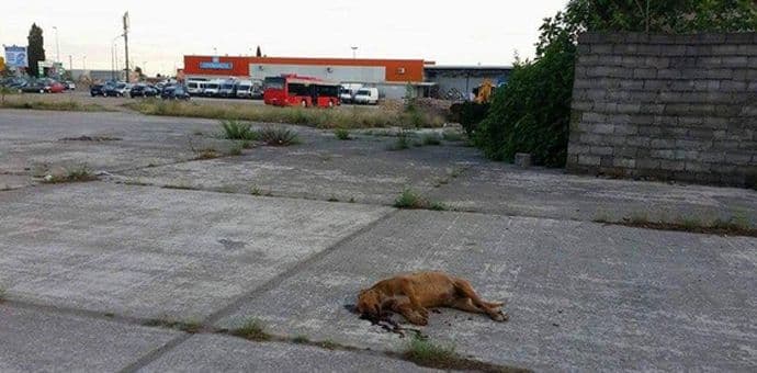 NVO Prijatelji životinja Podgorica: Na Zabjelu ubijen pas NVO Prijatelji životinja Podgorica: Na Zabjelu ubijen pas