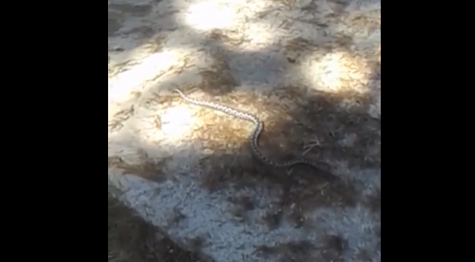 Podgorica: Poskok u Ulici beogradskoj (Video) Podgorica: Poskok u Ulici beogradskoj (Video)