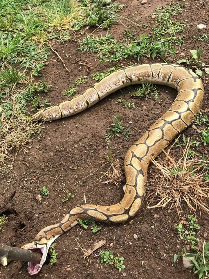U dvorištu kuće ubijen piton U dvorištu kuće ubijen piton