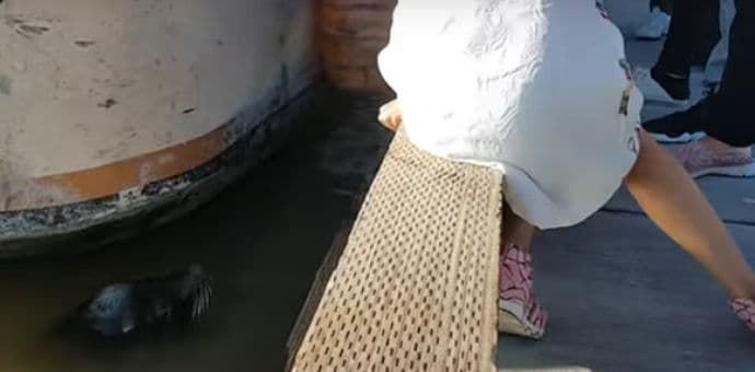 Šok u Kanadi: Morski lav iskočio iz vode i povukao djevojčicu u more Šok u Kanadi: Morski lav iskočio iz vode i povukao djevojčicu u more