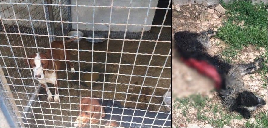 Uprava: U skloništu za pse u Nikšiću nije bilo kanibalizma Uprava: U skloništu za pse u Nikšiću nije bilo kanibalizma