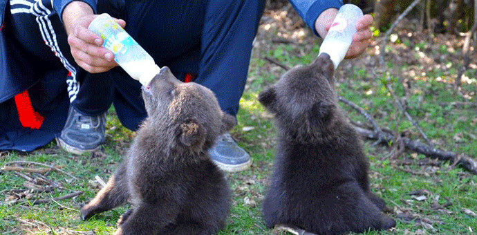 Mečići Brundo i Maša ipak putuju u Grčku Mečići Brundo i Maša ipak putuju u Grčku