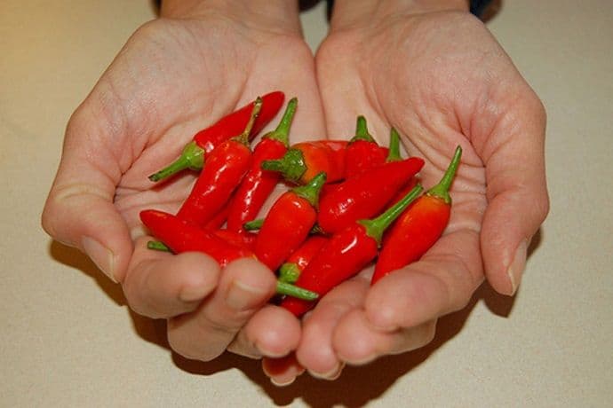 Sastojak ljutih paprika može da uništi ćelije raka Sastojak ljutih paprika može da uništi ćelije raka