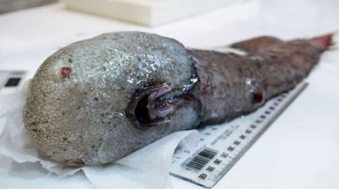 Pronađena riba “bez lica” Pronađena riba “bez lica”