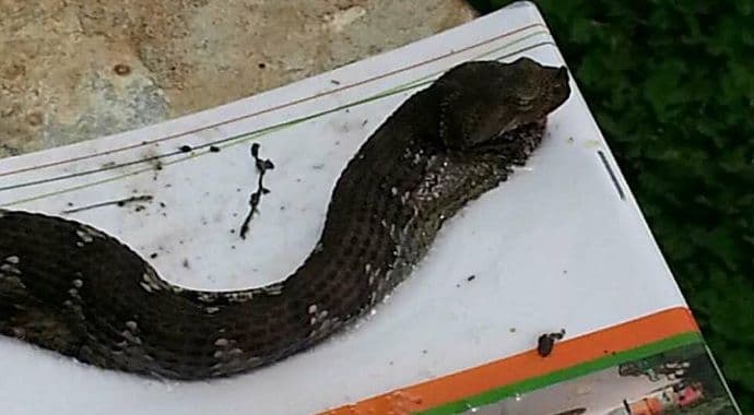 Spuž: Spasila poskoka iz zamke za miševe Spuž: Spasila poskoka iz zamke za miševe