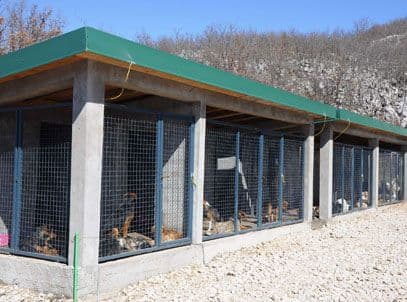 Psi bez doma i utočišta veliki izazov za gotovo sve opštine u Crnoj Gori Psi bez doma i utočišta veliki izazov za gotovo sve opštine u Crnoj Gori