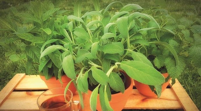 ''CG raspolaže bogatim nacionalnim resursom za održivu organsku proizvodnju ljekovitog bilja'' ''CG raspolaže bogatim nacionalnim resursom za održivu organsku proizvodnju ljekovitog bilja''