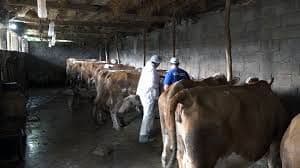 Počela vakcinacija goveda protiv bolesti kvrgave kože za 2017. godinu Počela vakcinacija goveda protiv bolesti kvrgave kože za 2017. godinu