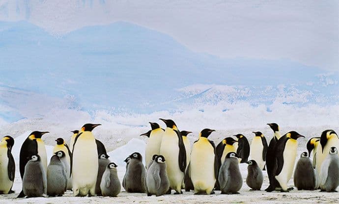 Carski pingvini nestaju zbog klimatskih promjena Carski pingvini nestaju zbog klimatskih promjena