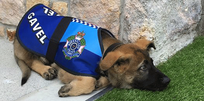 Policijski pas dobio otkaz jer se radovao nepoznatima Policijski pas dobio otkaz jer se radovao nepoznatima