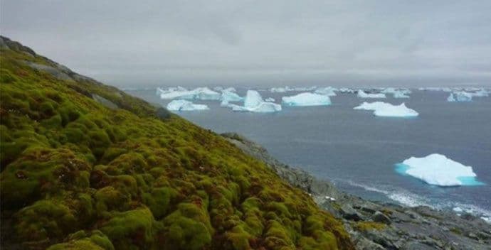 Antarktik sve zeleniji Antarktik sve zeleniji