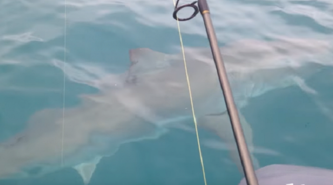 Nezvani gost: Posjeta velike bijele ajkule (VIDEO) Nezvani gost: Posjeta velike bijele ajkule (VIDEO)